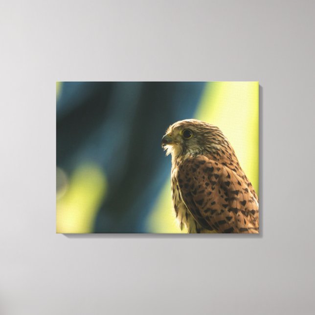 Kestrel in Captivity Canvas Print (Front)