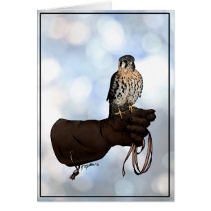 Kestrel on Glove Illustration