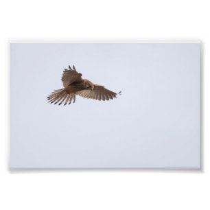 Kestrel Photo Print