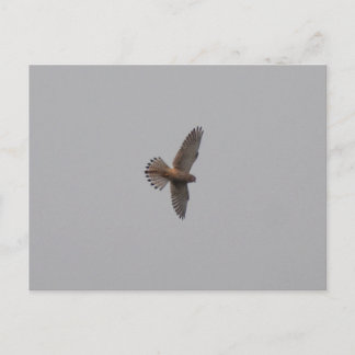 Kestrel postcard