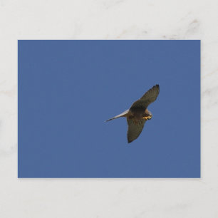 Kestrel, Turmfalke, falco tinnunculus Postcard