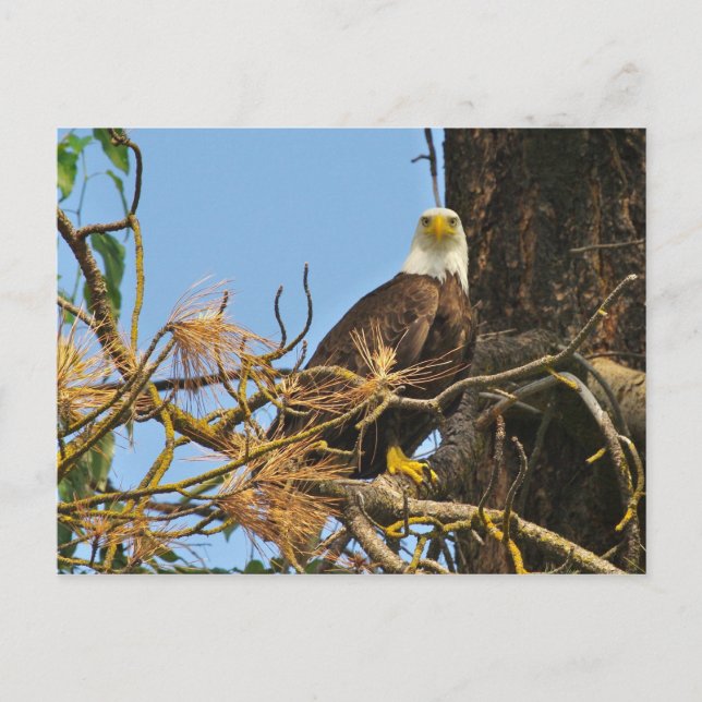 Kettle River Eagle Postcard (Front)