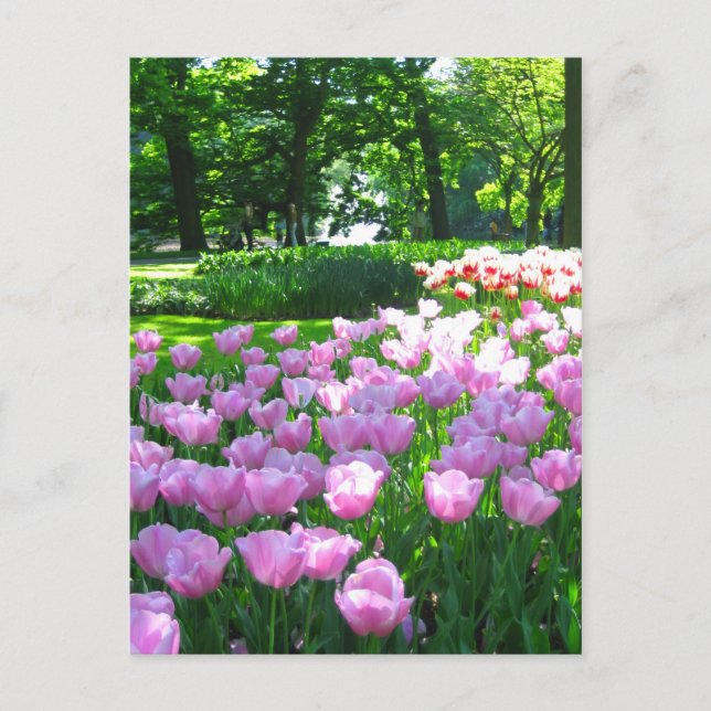 Keukenhof garden - Holland postcard (Front)