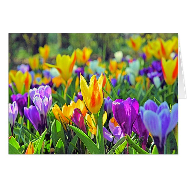 KEUKENHOF GARDENS, HOLLAND (Front Horizontal)