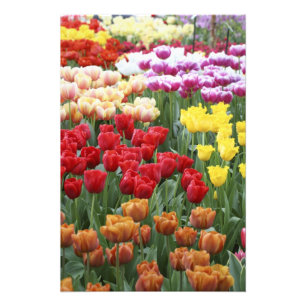 Keukenhof Gardens, Holland, specialises in 2 Photo Print