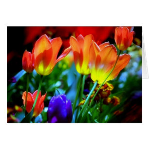 KEUKENHOF GARDENS, LISSE HOLLAND