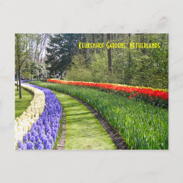 Keukenhof Gardens, Netherlands Postcard (Front)