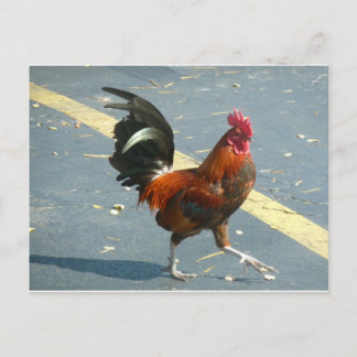 Key West Chicken Postcard