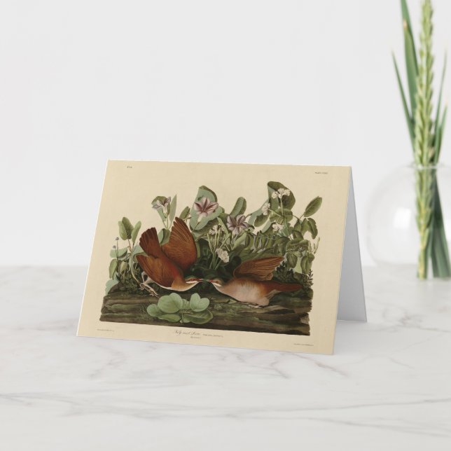 Key-west Dove, Quail-Dove Audubon Birds of America Card (Front)