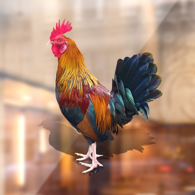 Key West - Gypsy Rooster (Sheet 2)