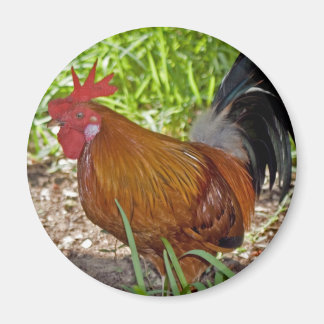 Key West Rooster Magnet