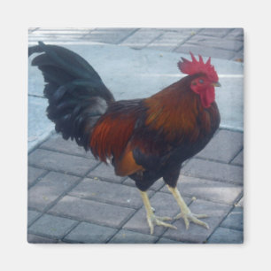 Key West Rooster Magnet