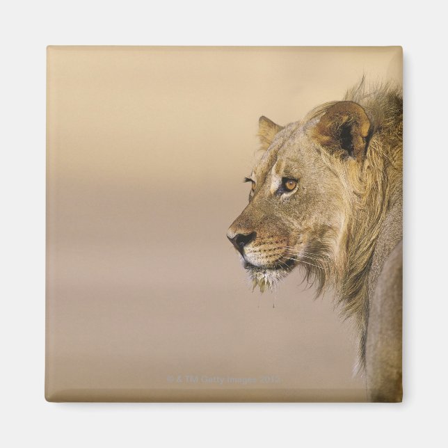 Kgalagadi Transfrontier Park, Northern Cape Magnet (Front)