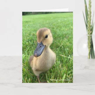 Khaki Appleyard Duckling Card