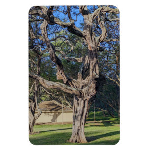 Kiawe Tree Photo Magnet