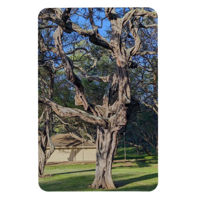 Kiawe Tree Photo Magnet (Vertical)