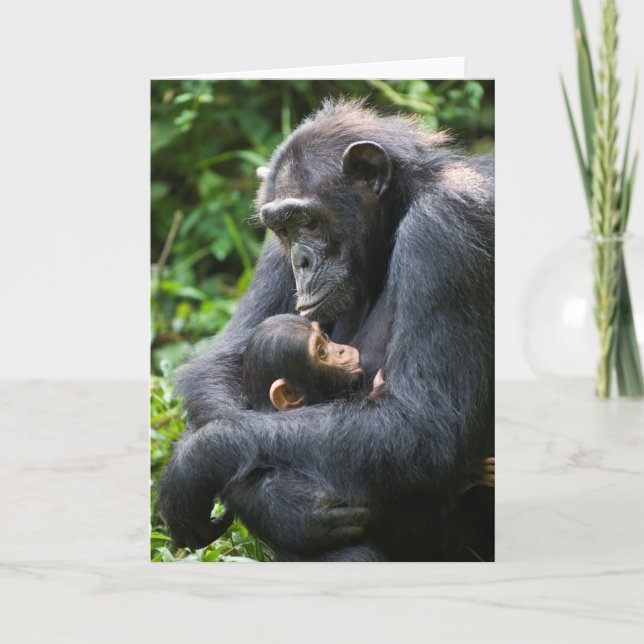 Kibale Chimpanzee Greeting Card -- "Mama Umbrella" (Front)