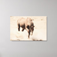 Kickin Up the Dust Stretched Canvas Print