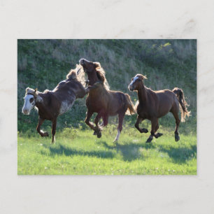 Kicking horse postcard