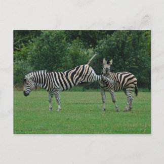 Kicking zebra postcard