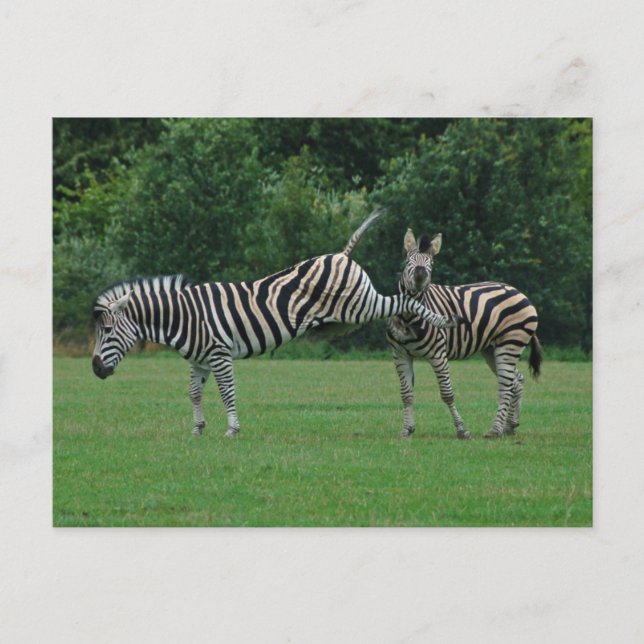 Kicking zebra postcard (Front)