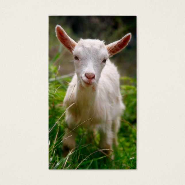 Kid Goat (Front)