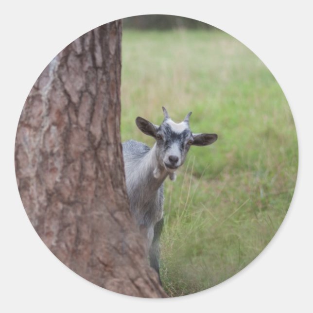 Kid (goat) Peeking From Behind a Tree Classic Round Sticker (Front)