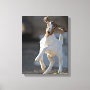 Kid Goat Playing Canvas Print
