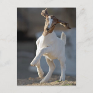 Kid Goat Playing Postcard