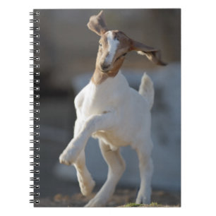 Kid Goat Playing Spiral Notebook