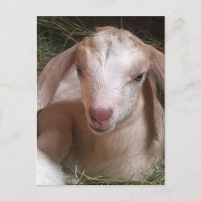 Kid Goat Postcard (Front)