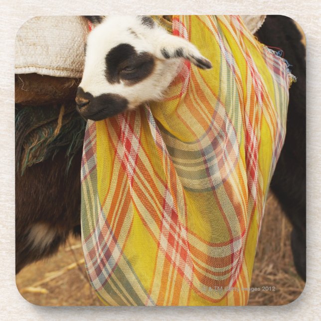 Kid in a saddlebag coaster (Front)