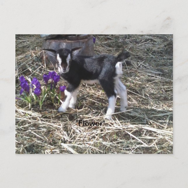 Kid named Flower Postcard (Front)