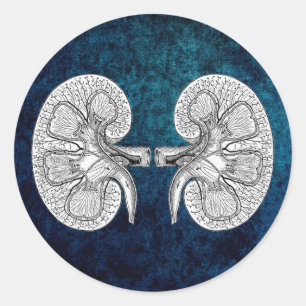 KIDNEY 2 DRAWING CLASSIC ROUND STICKER