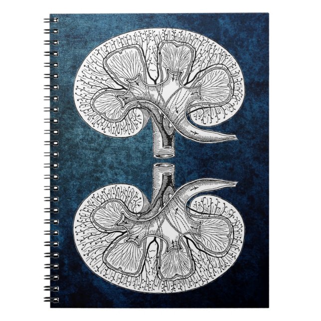 KIDNEY 2 DRAWING NOTEBOOK (Front)