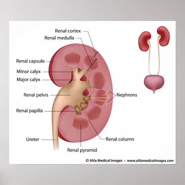 Kidney anatomy, labelled diagram. poster (Front)