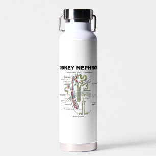 Kidney Nephron Gray's Anatomy Textbook  Water Bottle