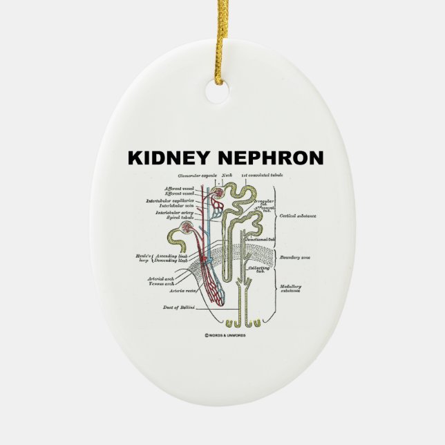 Kidney Nephron (Grey's Anatomy Textbook) Ceramic Tree Decoration (Front)