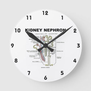 Kidney Nephron (Grey's Anatomy Textbook) Round Clock