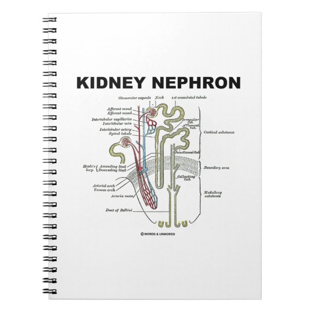 Kidney Nephron (Grey's Anatomy Textbook) Spiral Notebook (Front)
