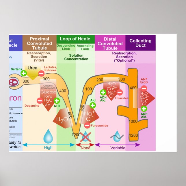 Kidney Nephron Molar Transport Diagram Poster (Front)