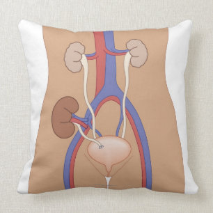 Kidney Transplant Cushion