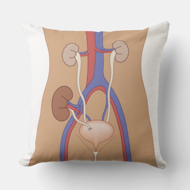 Kidney Transplant Cushion (Front)