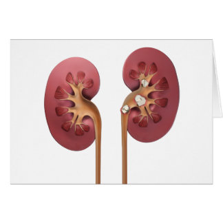 kidneys