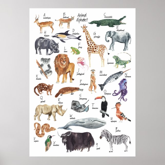 Kids Animal Alphabet Poster (Front)