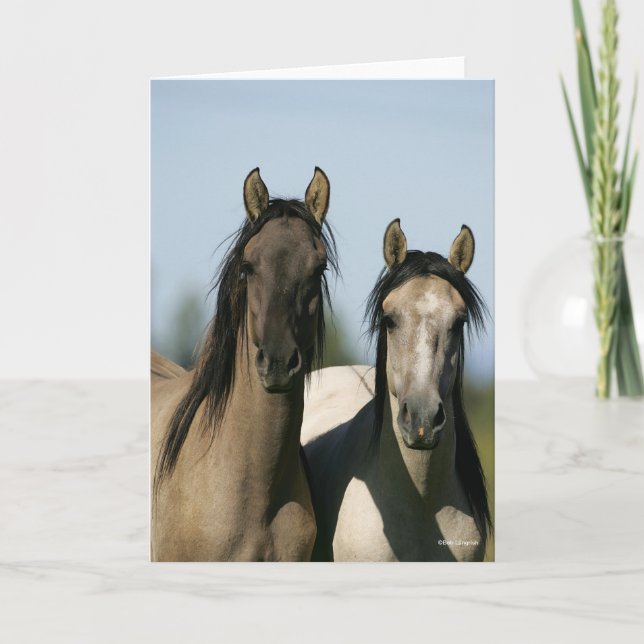 Kiger Mustang Horses Standing Headshots Card (Front)