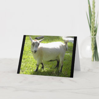 Kiki the Pygmy Goat Card