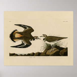 Kildeer Plover (Killdeer) Audubon Birds of America Poster