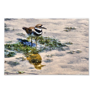 Kildeer Reflected in Water Photo Print