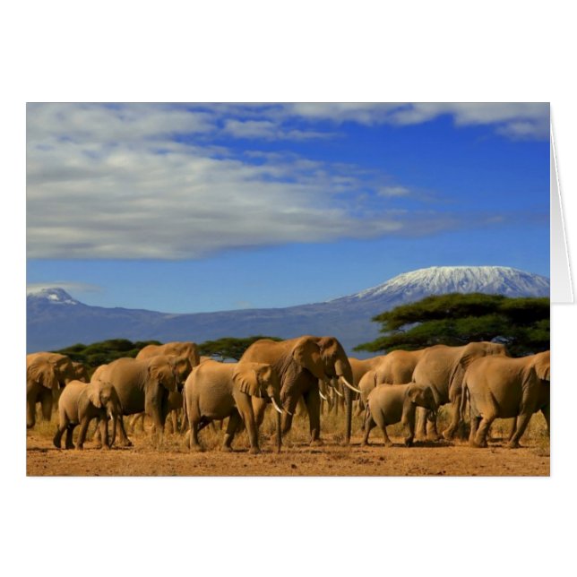 Kilimanjaro And Elephants (Front Horizontal)